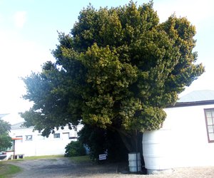 Enna se Geelhoutboom